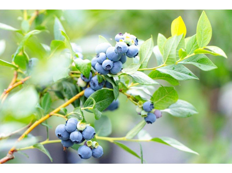 [Shiga / Maibara] Experience picking ripe blueberries at the foot of Mt. Ibuki. Enjoy unlimited time and all-you-can-eat large, sweet blueberries!の紹介画像