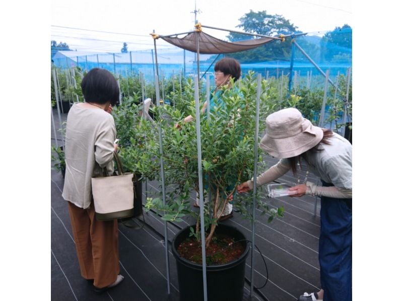 [Shiga / Maibara] Experience picking ripe blueberries at the foot of Mt. Ibuki. Enjoy unlimited time and all-you-can-eat large, sweet blueberries!の紹介画像