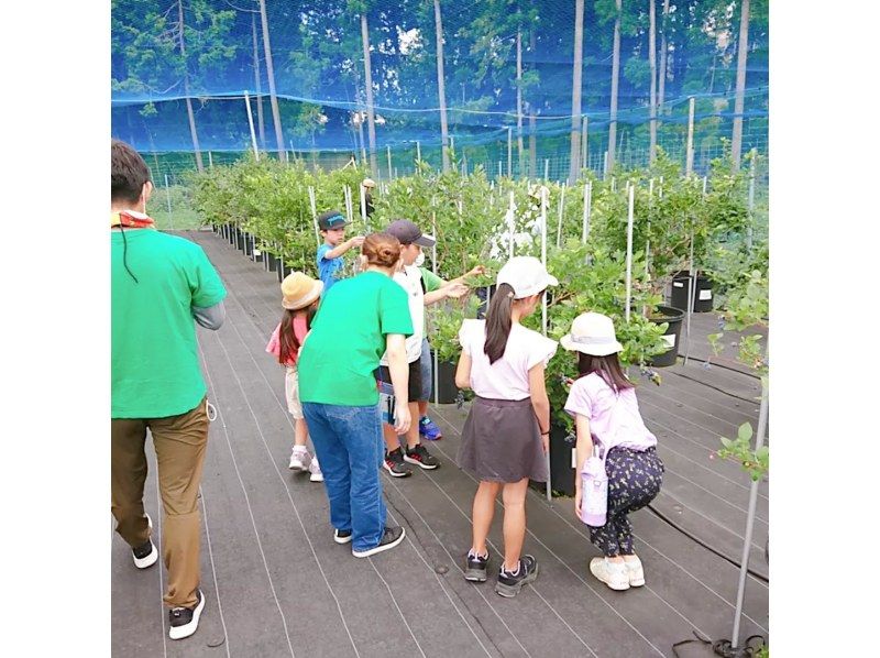 [Shiga / Maibara] Experience picking ripe blueberries at the foot of Mt. Ibuki. Enjoy unlimited time and all-you-can-eat large, sweet blueberries!の紹介画像