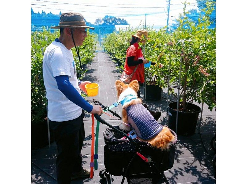 [Shiga / Maibara] Experience picking ripe blueberries at the foot of Mt. Ibuki. Enjoy unlimited time and all-you-can-eat large, sweet blueberries!の紹介画像