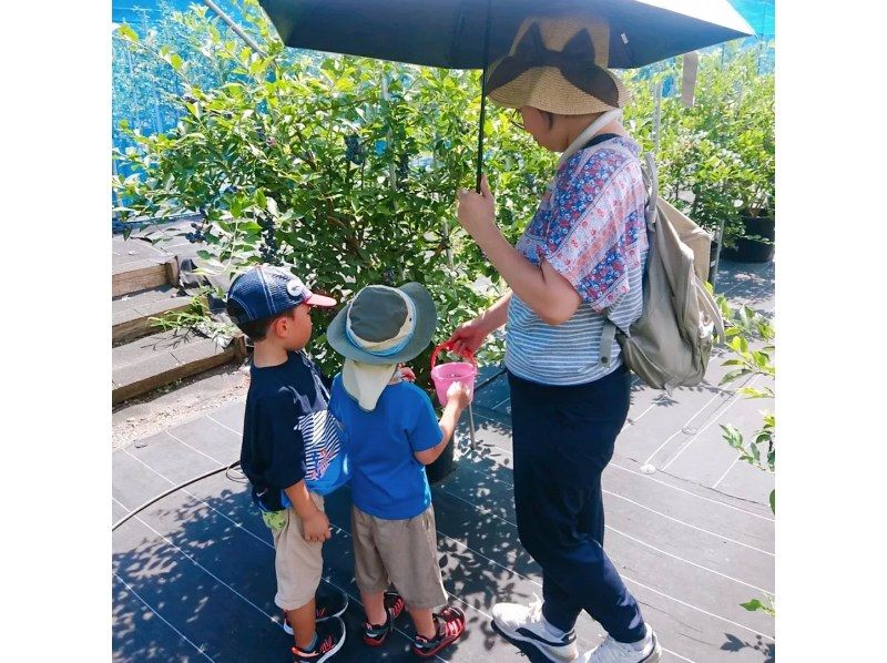 [Shiga / Maibara] Experience picking ripe blueberries at the foot of Mt. Ibuki. Enjoy unlimited time and all-you-can-eat large, sweet blueberries!の紹介画像