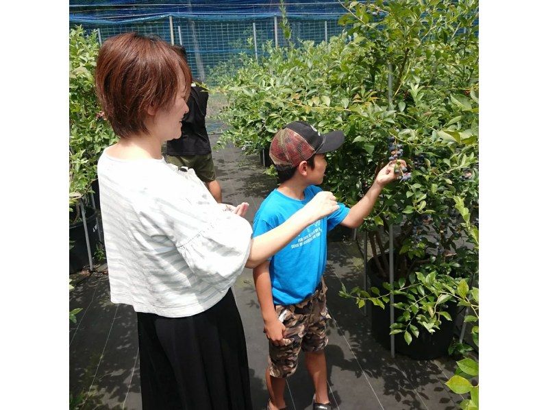 [Shiga / Maibara] Experience picking ripe blueberries at the foot of Mt. Ibuki. Enjoy unlimited time and all-you-can-eat large, sweet blueberries!の紹介画像