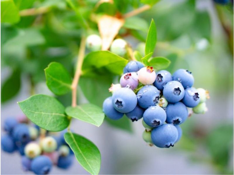 [Shiga / Maibara] Experience picking ripe blueberries at the foot of Mt. Ibuki. Enjoy unlimited time and all-you-can-eat large, sweet blueberries!の紹介画像