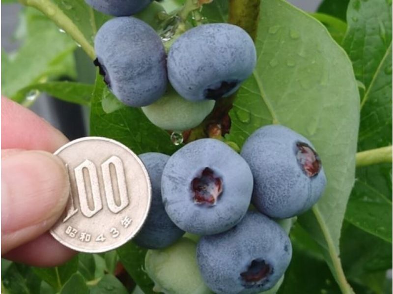 [Shiga / Maibara] Experience picking ripe blueberries at the foot of Mt. Ibuki. Enjoy unlimited time and all-you-can-eat large, sweet blueberries!の紹介画像