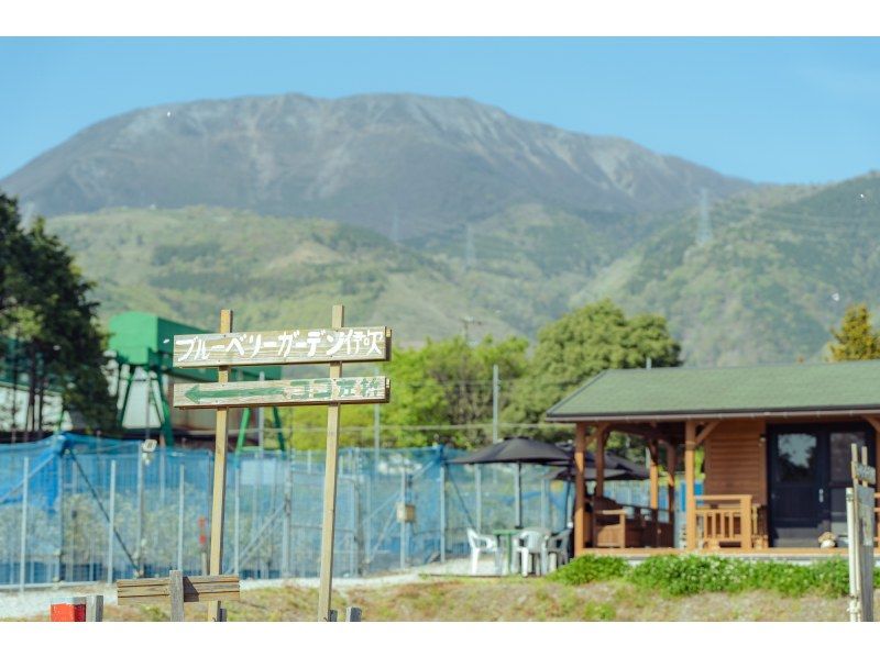 [Shiga / Maibara] Experience picking ripe blueberries at the foot of Mt. Ibuki. Enjoy unlimited time and all-you-can-eat large, sweet blueberries!の紹介画像