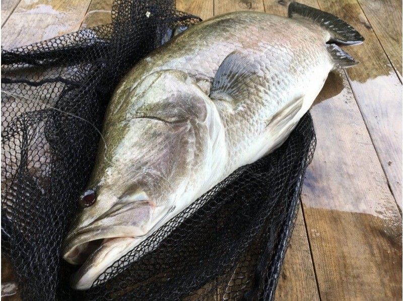 【幻の魚を狙おう！】〝浦ノ内湾で日本三大怪魚(アカメ)〟を釣りあげよう！　 ＊手ぶらでOK・インストラクターも同行！の紹介画像