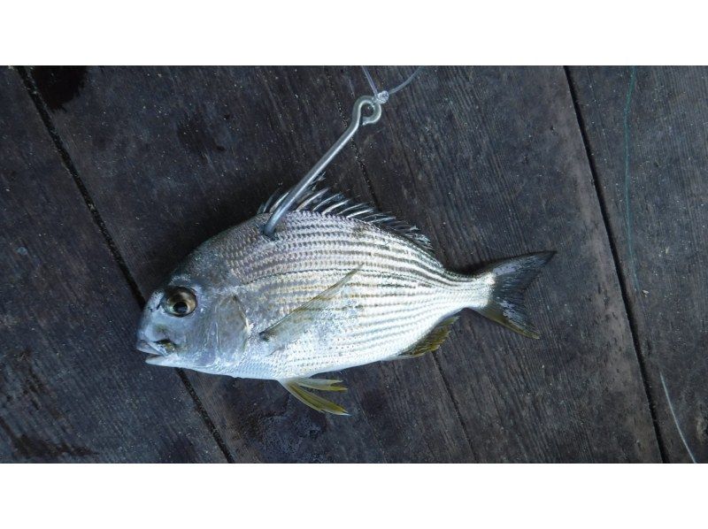 【幻の魚を狙おう！】〝浦ノ内湾で日本三大怪魚(アカメ)〟を釣りあげよう！　 ＊手ぶらでOK・インストラクターも同行！の紹介画像