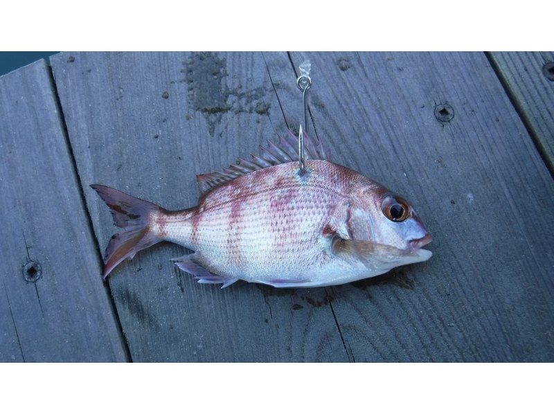 【幻の魚を狙おう！】〝浦ノ内湾で日本三大怪魚(アカメ)〟を釣りあげよう！　 ＊手ぶらでOK・インストラクターも同行！の紹介画像