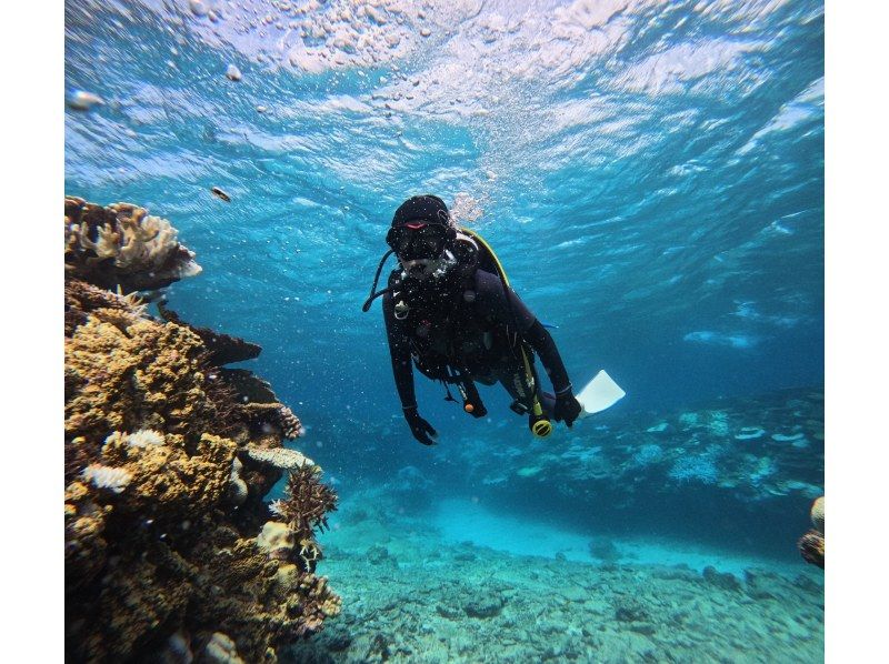 [Okinawa Nago, Sesoko Island/Minna Island] Near Churaumi Aquarium, 2 boat diving! Beginners are welcome!の紹介画像