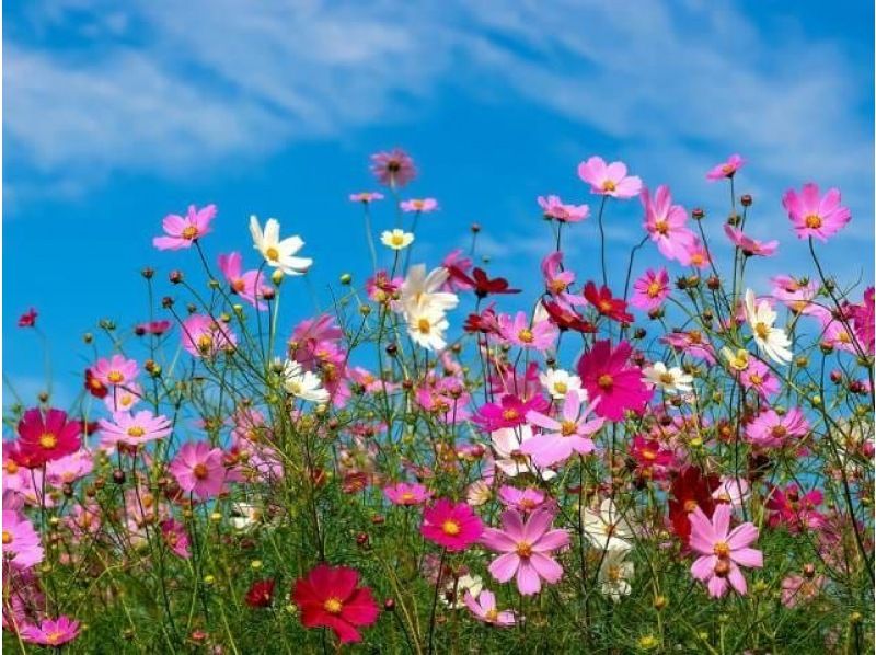 秋を彩る花めぐり♪京成バラ園&コスモス観賞と今年オープンの「花の美術館」見学！絶景スポットめぐり5景バスツアー【029029-1335】の紹介画像