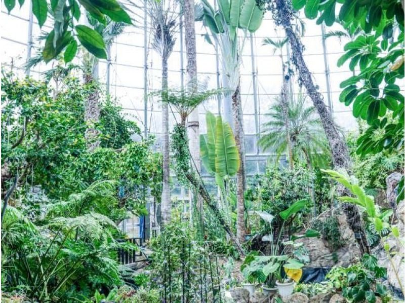秋を彩る花めぐり♪京成バラ園&コスモス観賞と今年オープンの「花の美術館」見学！絶景スポットめぐり5景バスツアー【029029-1335】の紹介画像