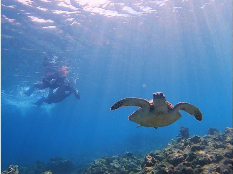 [YAKUSHIMA Snorkeling] Half-day course with video recordingの紹介画像