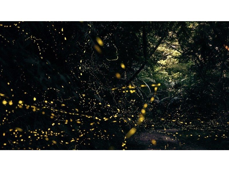 記念写真プレゼント【石垣島】日本最小ヤエヤマヒメボタル乱舞鑑賞ツアー＆快晴時には星空鑑賞付きの紹介画像