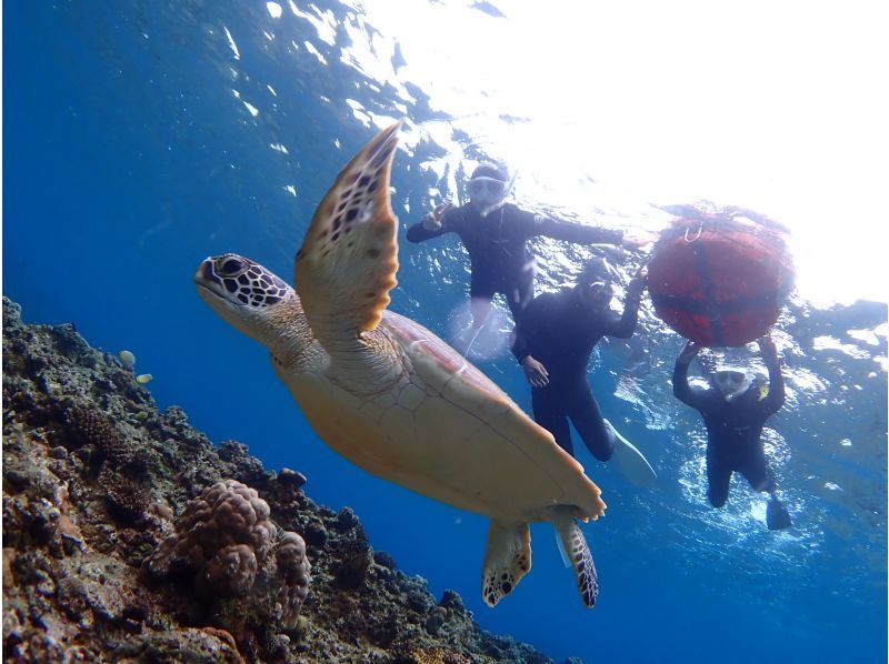 【沖縄・石垣島】午後は観光も楽しめる‐石西礁湖でシュノーケリング！小さなお子様もご参加OK！【器材レンタル無料＆ツアー写真プレゼント】の紹介画像