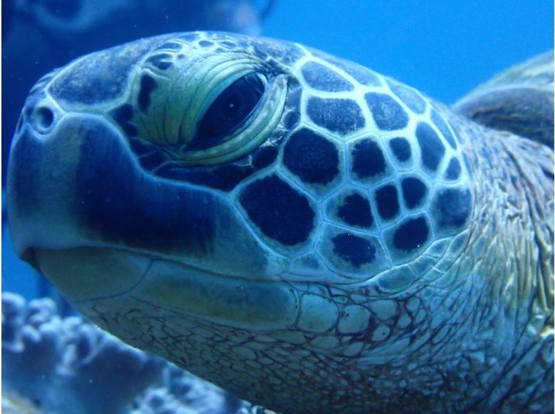[Okinawa Prefecture, Ishigaki Island City Area] One-Day Diving & Snorkeling Experienceの紹介画像