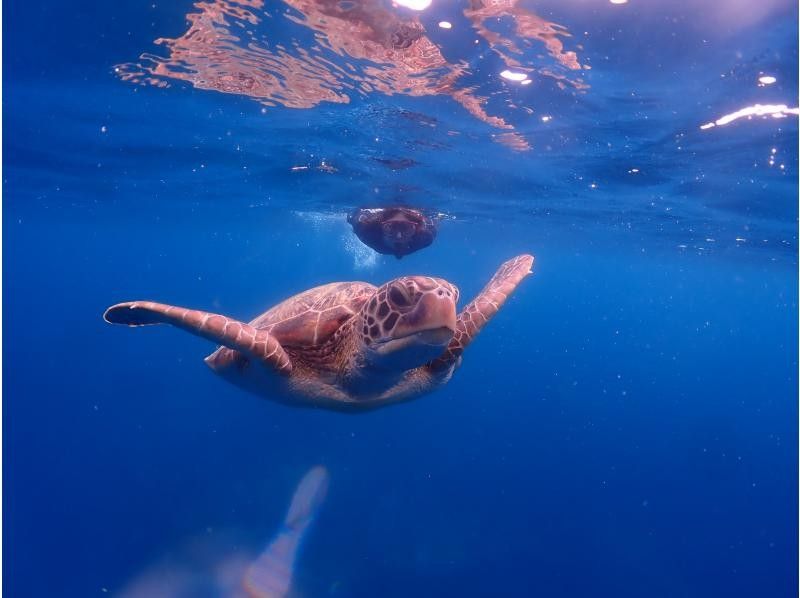 [Okinawa Prefecture, Ishigaki Island City Departure] AM Experience Divingの紹介画像