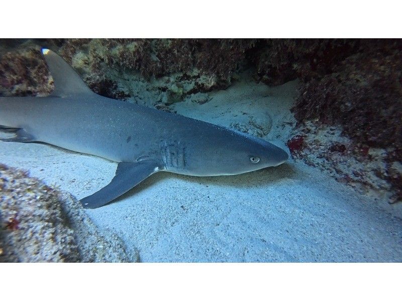 [Okinawa Prefecture, Ishigaki Island City Departure] AM Experience Divingの紹介画像