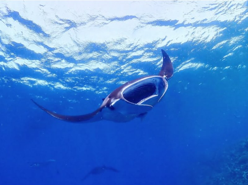 [Okinawa Prefecture, Ishigaki Island City Departure] PM Experience Diving Course (Phantom Island ☆ Hamajima Landing Snorkeling Included)の紹介画像