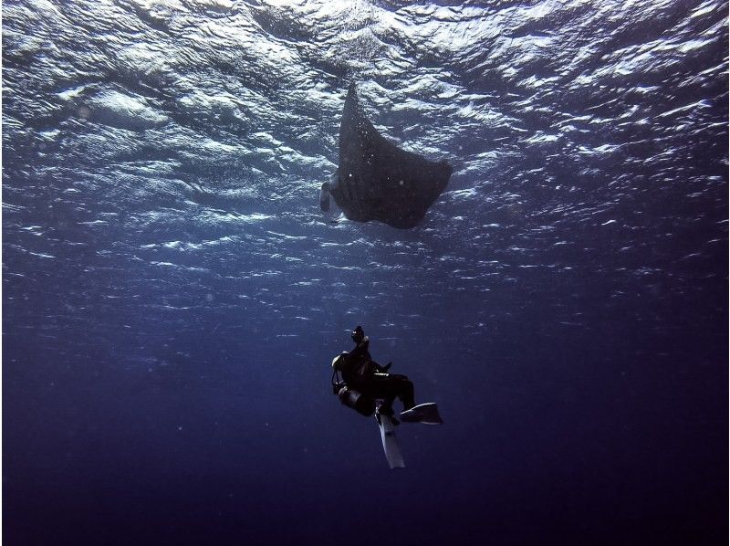 [Departing from Ishigaki City, Okinawa Prefecture] Snorkeling course for manta rays feeding on the water surface (December to March only)の紹介画像