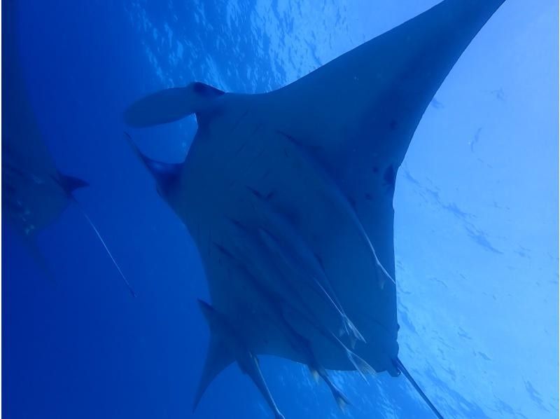 [Departing from Ishigaki City, Okinawa Prefecture] Snorkeling course for manta rays feeding on the water surface (December to March only)の紹介画像