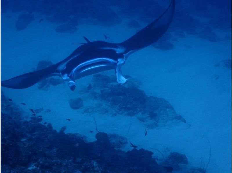 [Departing from Ishigaki City, Okinawa Prefecture] Snorkeling course for manta rays feeding on the water surface (December to March only)の紹介画像