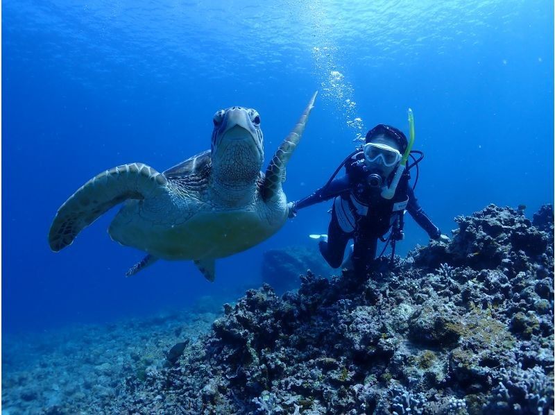 [Okinawa Prefecture, Ishigaki Island City Departure] 4 Snorkeling Courses per Dayの紹介画像