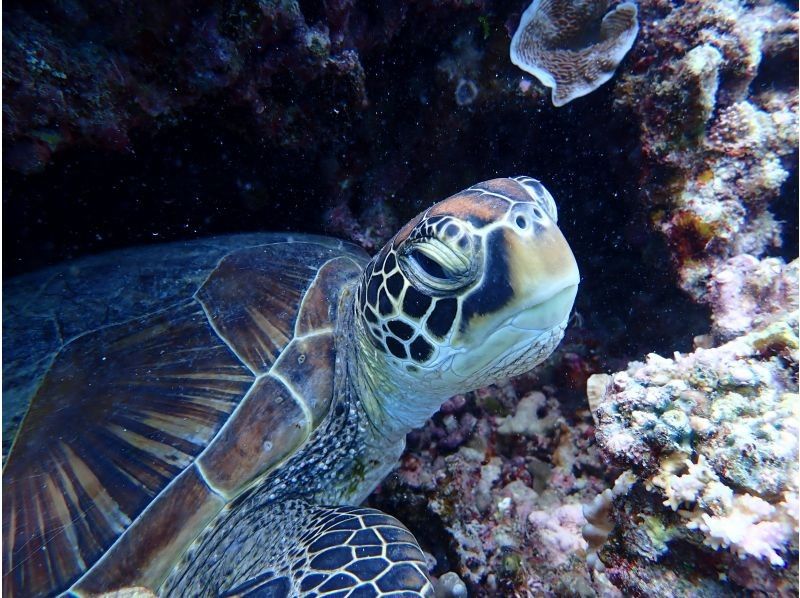 【沖縄県・石垣島市街地発】　一日４便　シュノーケリングの紹介画像