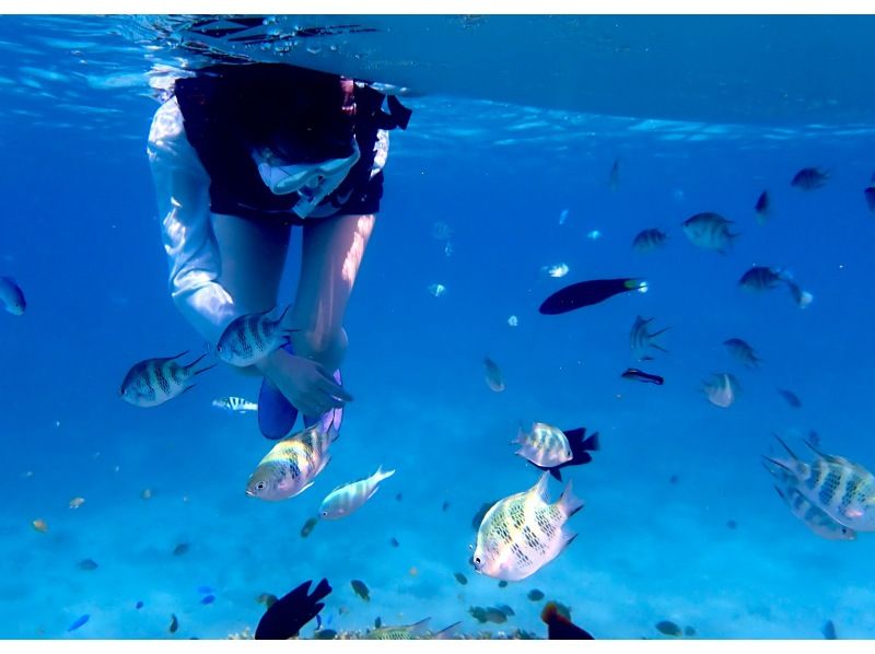 【今帰仁村、古宇利島、美ら海水族館、ジャングリア周辺開催】 完全貸切 SUP & シュノーケリング｜思い出の写真データ無料プレゼントの紹介画像