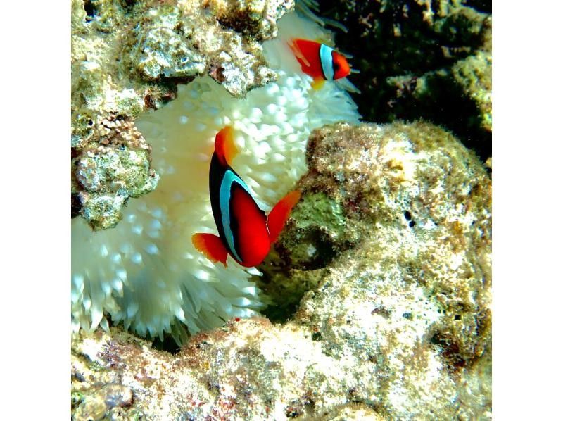 【今帰仁村、古宇利島、美ら海水族館、ジャングリア周辺開催】１組貸切り♪ SUP &シュノーケリング♪ 思い出の写真は無料プレゼント♪の紹介画像