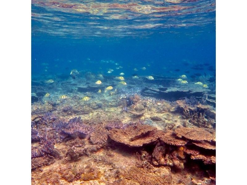 【今帰仁村、古宇利島、美ら海水族館、ジャングリア周辺開催】１組貸切り♪ SUP &シュノーケリング♪ 思い出の写真は無料プレゼント♪の紹介画像