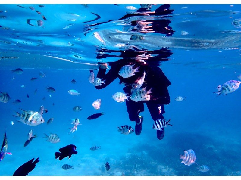 【今帰仁村、古宇利島、美ら海水族館、ジャングリア周辺開催】 完全貸切 SUP & シュノーケリング｜思い出の写真データ無料プレゼントの紹介画像
