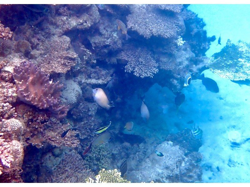 【今帰仁村、古宇利島、美ら海水族館、ジャングリア周辺開催】 完全貸切 SUP & シュノーケリング｜思い出の写真データ無料プレゼントの紹介画像