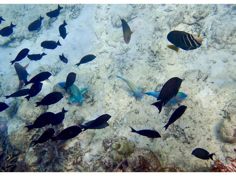 【今帰仁村、古宇利島、美ら海水族館、ジャングリア周辺開催】 完全貸切 SUP & シュノーケリング｜思い出の写真データ無料プレゼントの紹介画像