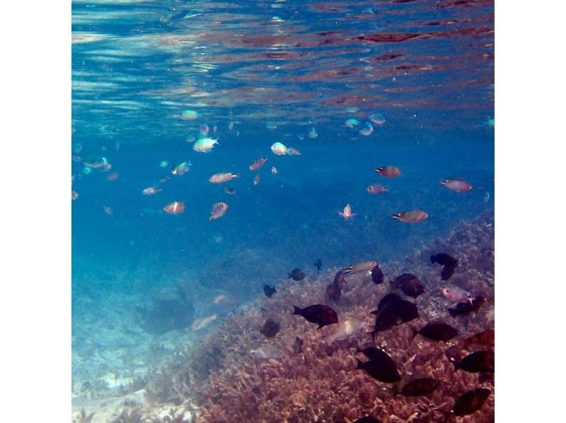 【今帰仁村、古宇利島、美ら海水族館、ジャングリア周辺開催】１組貸切り♪ SUP &シュノーケリング♪ 思い出の写真は無料プレゼント♪の紹介画像
