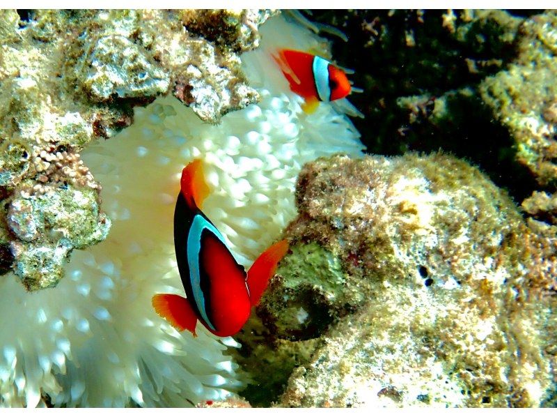 【今帰仁村、古宇利島、美ら海水族館、ジャングリア周辺開催】 完全貸切 SUP & シュノーケリング｜思い出の写真データ無料プレゼントの紹介画像