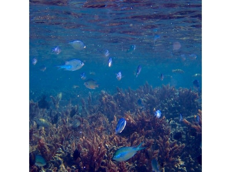 【今帰仁村、古宇利島、美ら海水族館、ジャングリア周辺開催】１組貸切り♪ SUP &シュノーケリング♪ 思い出の写真は無料プレゼント♪の紹介画像