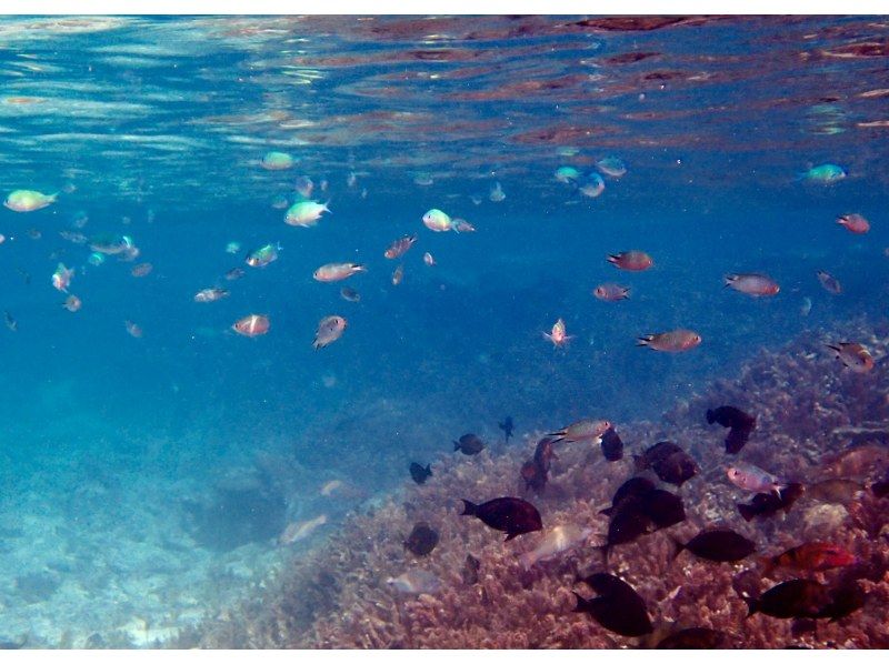 【今帰仁村、古宇利島、美ら海水族館、ジャングリア周辺開催】 完全貸切 SUP & シュノーケリング｜思い出の写真データ無料プレゼントの紹介画像