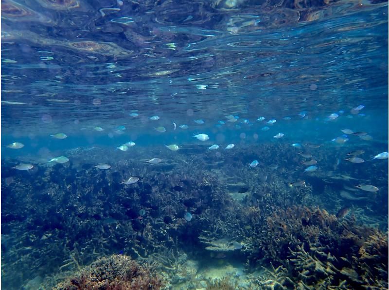 【今帰仁村、古宇利島、美ら海水族館、ジャングリア周辺開催】 完全貸切 SUP & シュノーケリング｜思い出の写真データ無料プレゼントの紹介画像