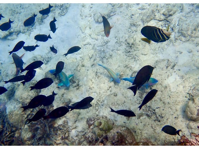 【今帰仁村、古宇利島、美ら海水族館、ジャングリア周辺開催】 完全貸切 SUP & シュノーケリング｜思い出の写真データ無料プレゼントの紹介画像