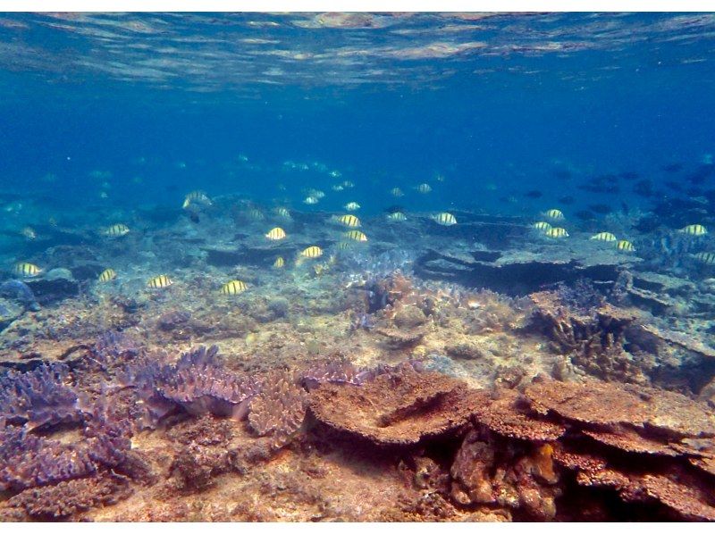 【今帰仁村、古宇利島、美ら海水族館、ジャングリア周辺開催】 完全貸切 SUP & シュノーケリング｜思い出の写真データ無料プレゼントの紹介画像