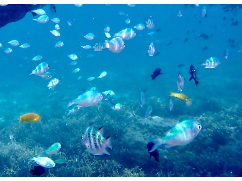 【今帰仁村、古宇利島、美ら海水族館、ジャングリア周辺開催】 完全貸切 SUP & シュノーケリング｜思い出の写真データ無料プレゼントの紹介画像