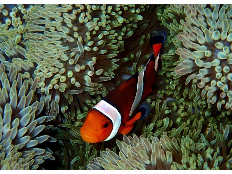 【今帰仁村、古宇利島、美ら海水族館、ジャングリア周辺開催】 完全貸切 SUP & シュノーケリング｜思い出の写真データ無料プレゼントの紹介画像