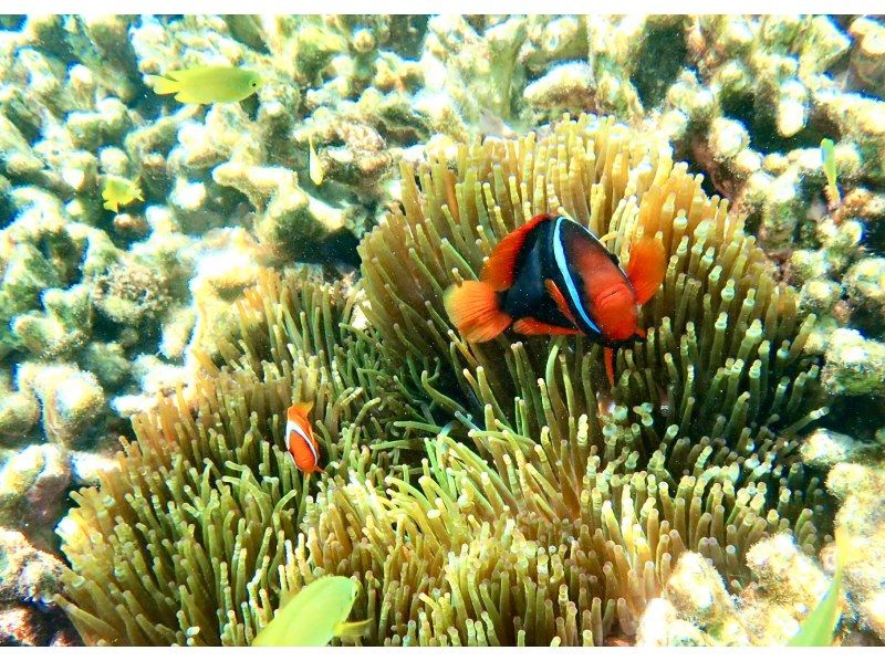 【今帰仁村、古宇利島、美ら海水族館、ジャングリア周辺開催】 完全貸切 SUP & シュノーケリング｜思い出の写真データ無料プレゼントの紹介画像