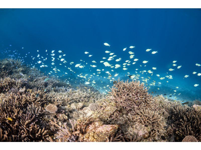 [โอกินาวา, ​​มิยาโกจิมะ] สัมผัสประสบการณ์ดำน้ำตื้นแบบแท้จริงที่หาดยาเอบิจิ! กลุ่มเล็ก วิดีโอฟรี มีตัวเลือกกล้องระดับมืออาชีพの紹介画像