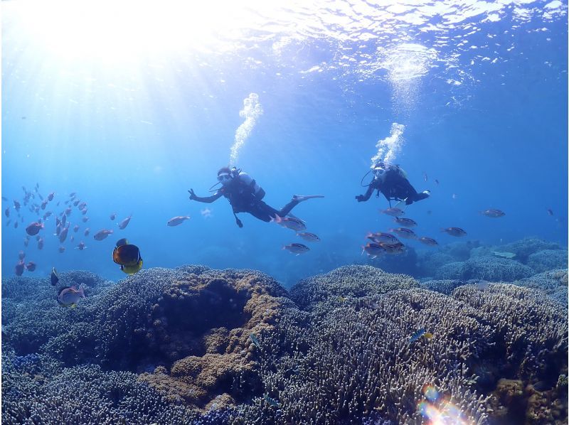 【沖縄・宮古島・ダイビング】【VIP】【温水シャワー付き！】初めての方大歓迎！完全貸切ビーチ体験ダイビング（水中写真付き）の紹介画像