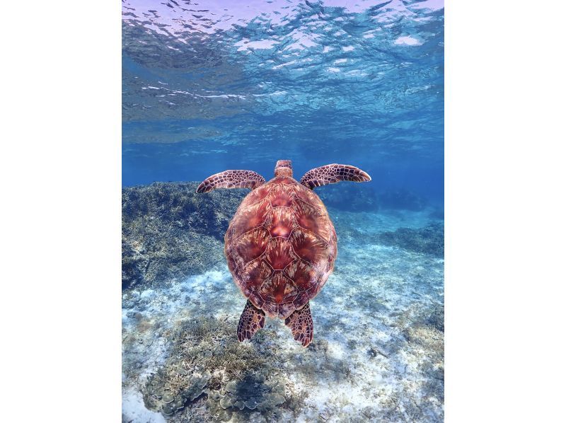 【沖縄・宮古島・ダイビング】【VIP】【温水シャワー付き！】初めての方大歓迎！完全貸切ビーチ体験ダイビング（水中写真付き）の紹介画像