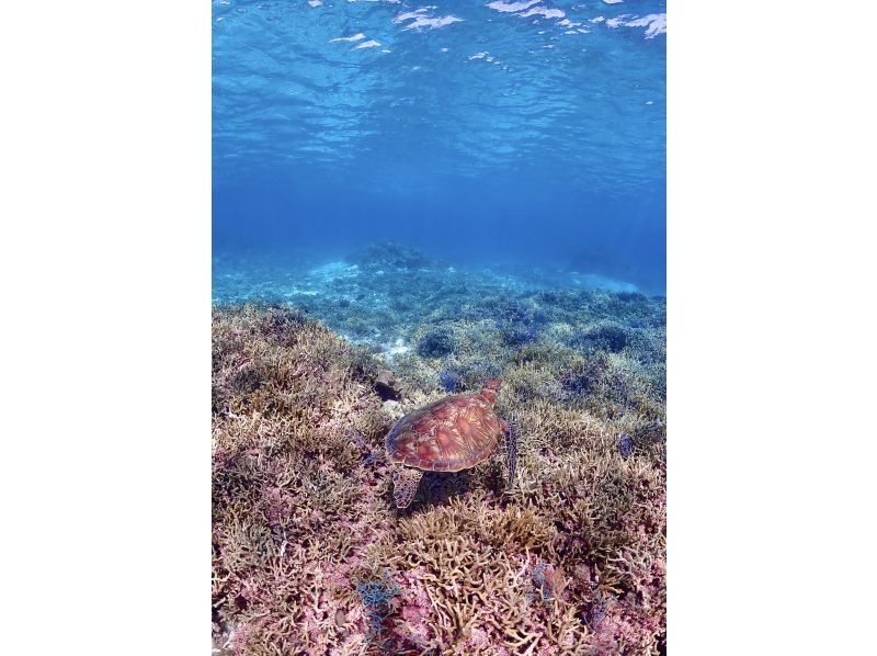 【沖縄・宮古島・ダイビング】【VIP】【温水シャワー付き！】初めての方大歓迎！完全貸切ビーチ体験ダイビング（水中写真付き）の紹介画像