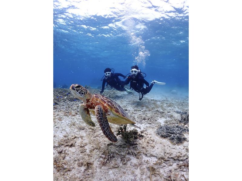 【沖縄・宮古島・ダイビング】【VIP】【温水シャワー付き！】初めての方大歓迎！完全貸切ビーチ体験ダイビング（水中写真付き）の紹介画像