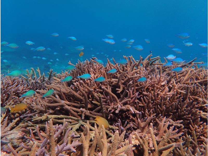 2大人気メニューセット】（3時間遊び放題）マーブル等６種類乗り放題・貸切ボートシュノーケリング音楽付編集動画無料プレゼント★）の紹介画像