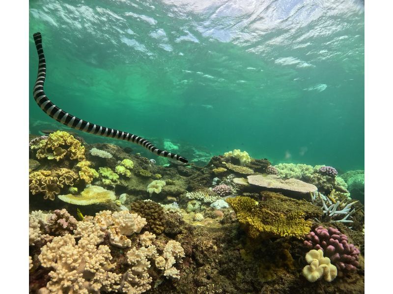 1名参加OK【沖縄・北谷】北谷シュノーケリング！珊瑚に魚・動画写真プレゼント！の紹介画像